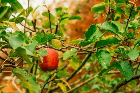 Red apple hanging on tree branches in autumn Stock Photos