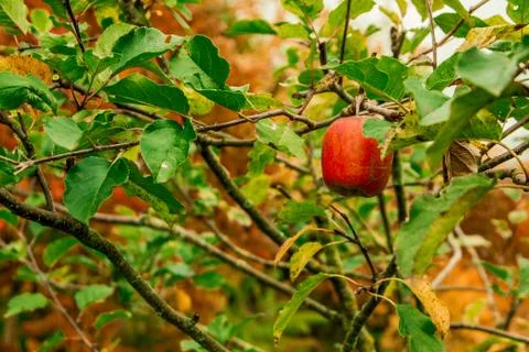 Red apple hanging on tree branches in autumn Stock Photos