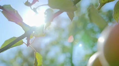 Red apple hanging on a tree. Video stock 67317122