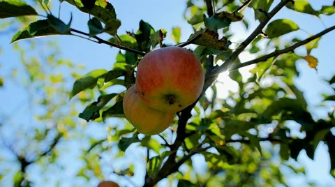 Red apple hanging on a tree. Stock Footage 67317605