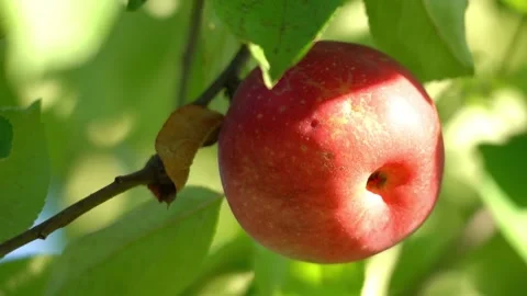 A red apple hanging from a tree Stock Footage 303294532