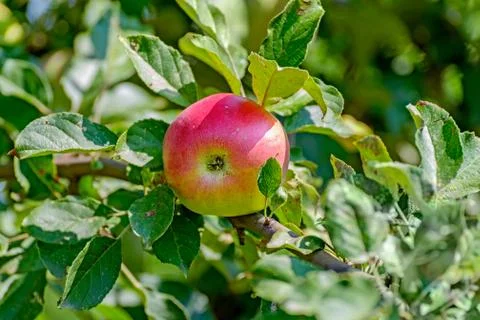 	Red apple hanging on a tree Stock Photos