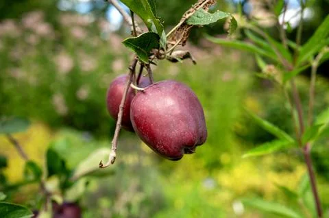 Red apple hanging on tree. Stock Photos
