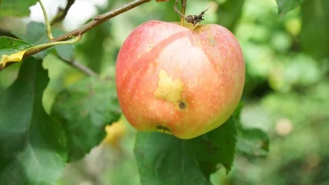 Red apple hangs on a tree Stock Footage 115242842
