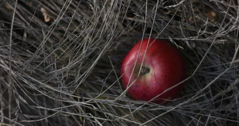 Red apple in the hay Stock Photos