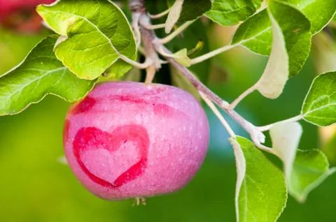 Red apple with a heart pattern Stock Photos