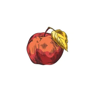 Red apple with leaf hand drawn vector illustration on white background. Stock Illustration