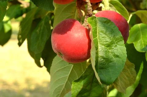 Red apple with leaves on the tree Stock Photos