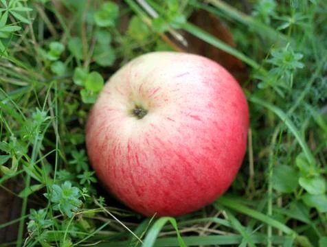 Red apple lying on the grass Stock Photos