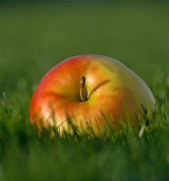 Red apple lying on green grass Stock Photos