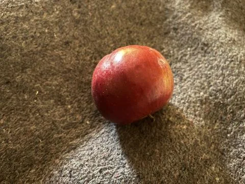 Red apple lying on a textured grey wool blanket Fotos de archivo