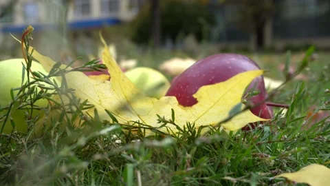 Red apple with maple leave in the grass in autumn. Stock Footage 162777857