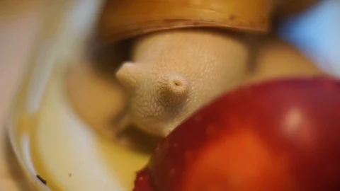 Red apple on mirror and three snails. Stock Footage 103606218