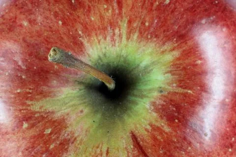 Red Apple No1. Stock Photos