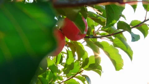 Red apple orchard in Isparta. 4K Footage in Turkey Stock Footage 209656567