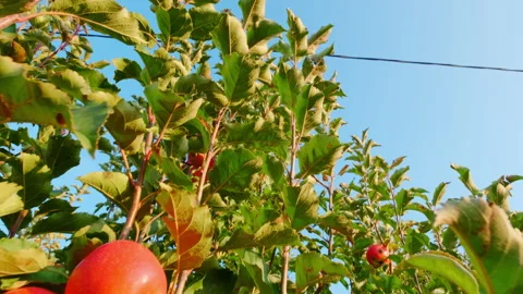 Red apple orchard in Isparta. 4K Footage in Turkey Stock Footage 209667789