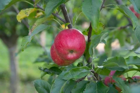 Red apple in the orchard Stock Photos