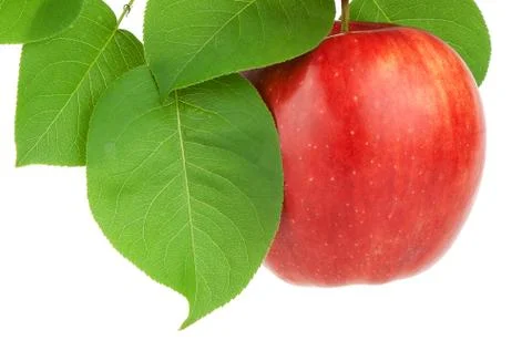 Red apple Stock Photos