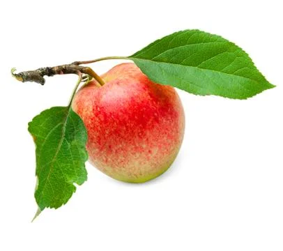 Red apple Stock Photos