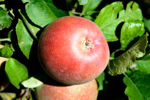 Red apple Stock Photos