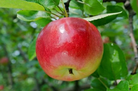 Red apple Foto stock