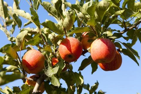Red apple Stock Photos