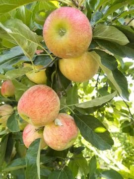 Red apple Stock Photos