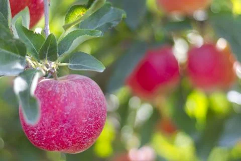 Red apple Foto stock