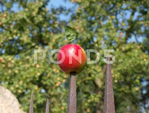 The red apple Stock Photos