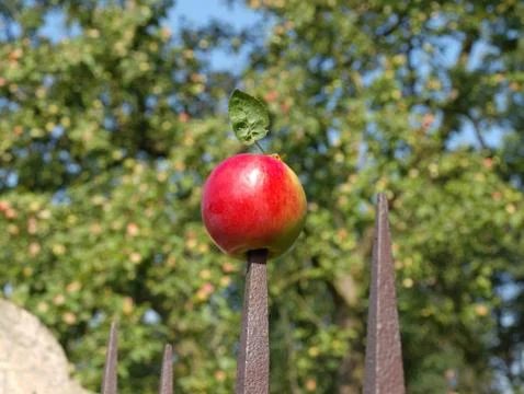 The red apple Stock Photos