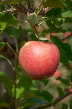 Red Apple Stock Photos