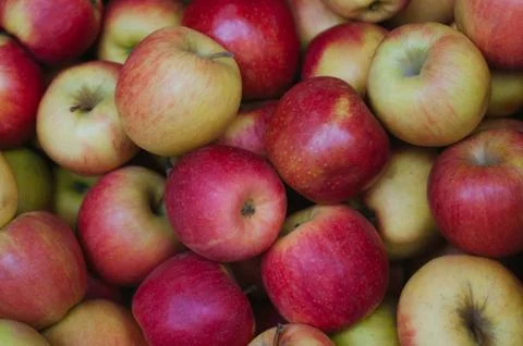 Red apple Stock Photos