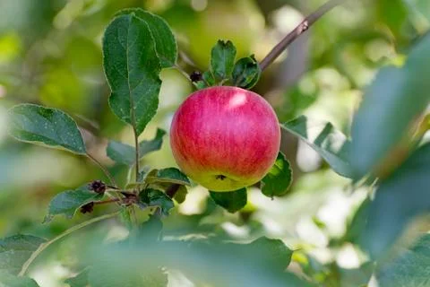 	Red apple  Stock Photos