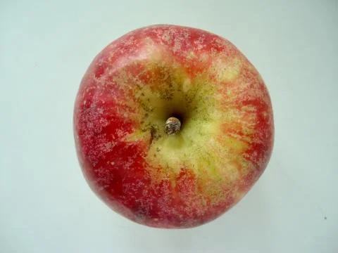 Red apple Foto stock