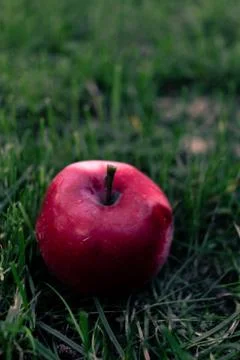 Red apple Фото