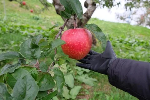 Red Apple Stock Photos