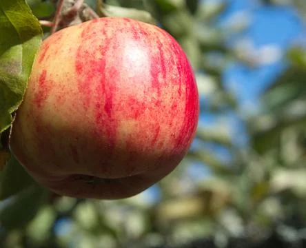 Red apple 写真素材