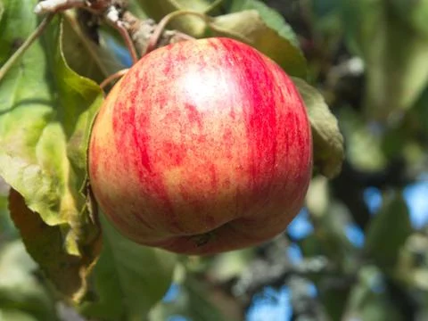 Red apple 写真素材