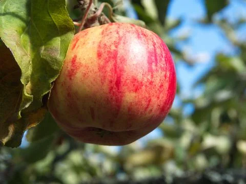 Red apple Stock Photos