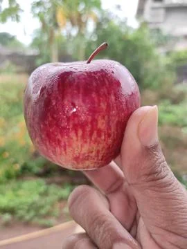 Red Apple 스톡 사진