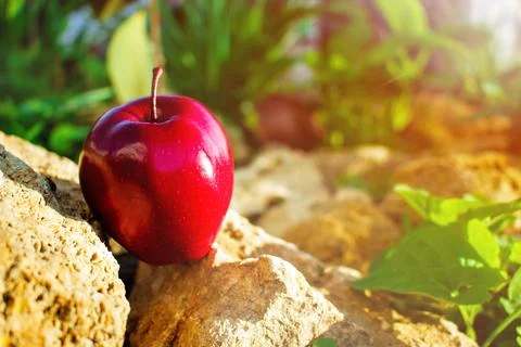 Red apple Stock Photos