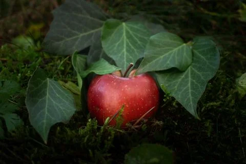 Red Apple placed in a Forest under Green Leaves Stock Photos