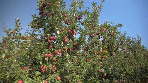 Red Apple Production. High Density Orchard. Stock Footage 207984431