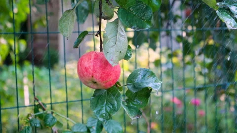 Red apple with rain drops on the tree Video stock 285324710