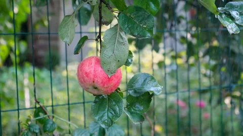Red apple with rain drops on the tree Stock-Footage 285325066