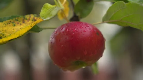 Red apple with raindrops under green leaves Vídeos de archivo 348174415