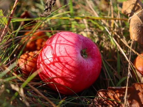 Red apple resting on ground surrounded by grass and fallen leaves during Stock Photos