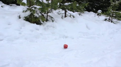 Red apple is rolling in the snow in the forest Stock Footage 56683563