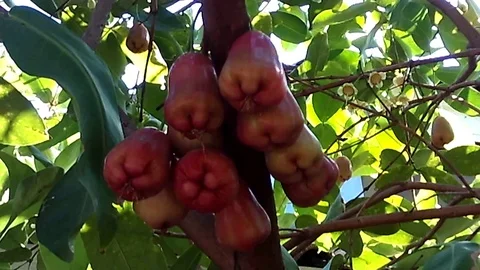 Red apple rose fruit on the tree. It;s mature fruits. Stock Footage 120332006