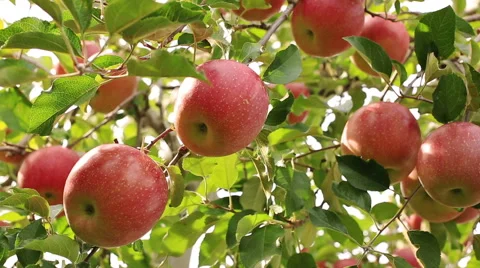 Red apple. Slow motion. Stock Footage 56541963